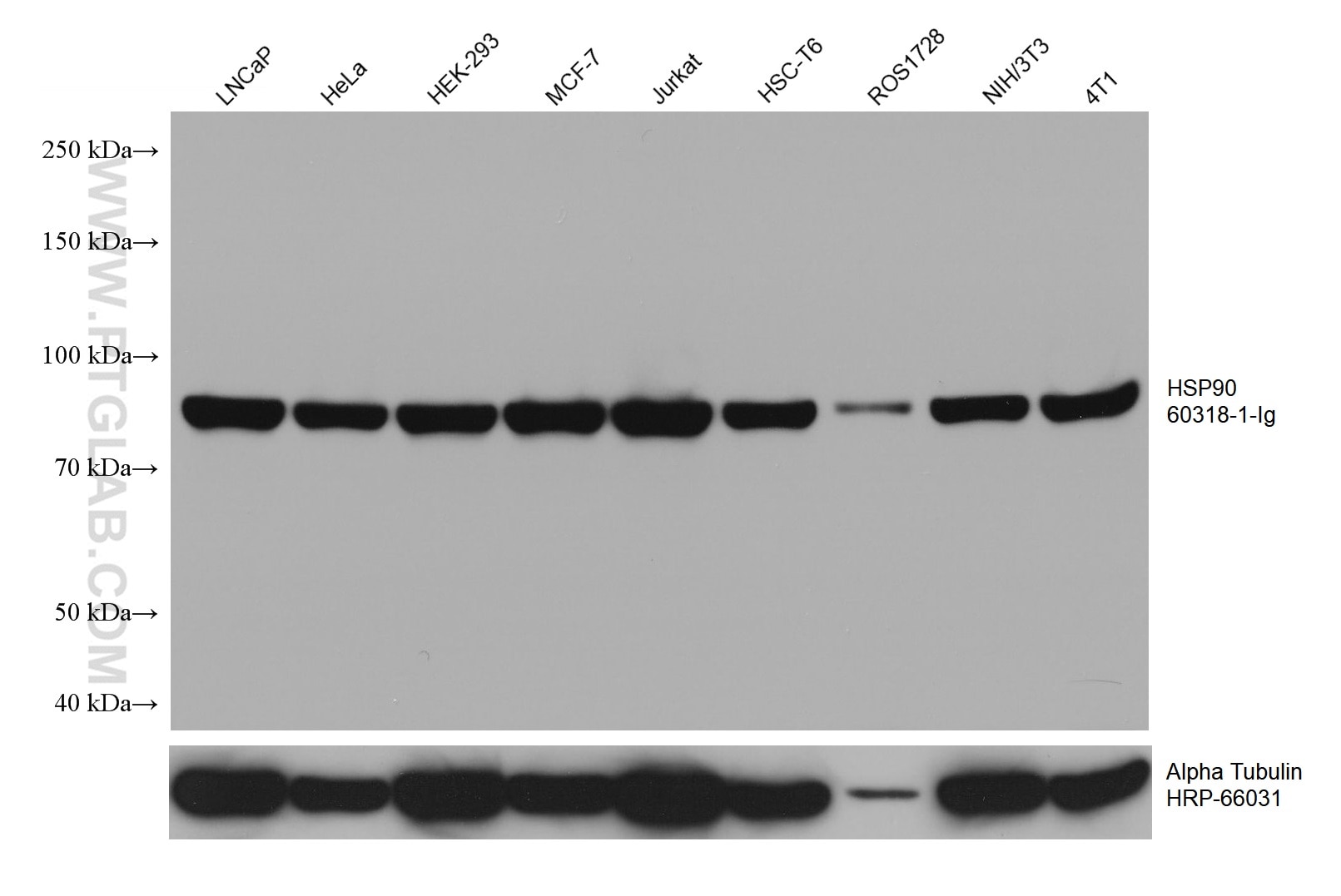 Western Blot (WB) analysis of various lysates using HSP90 Monoclonal antibody (60318-1-Ig)