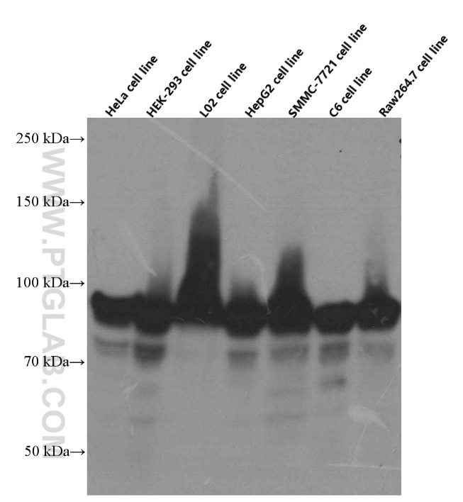 HSP90 Monoclonal antibody