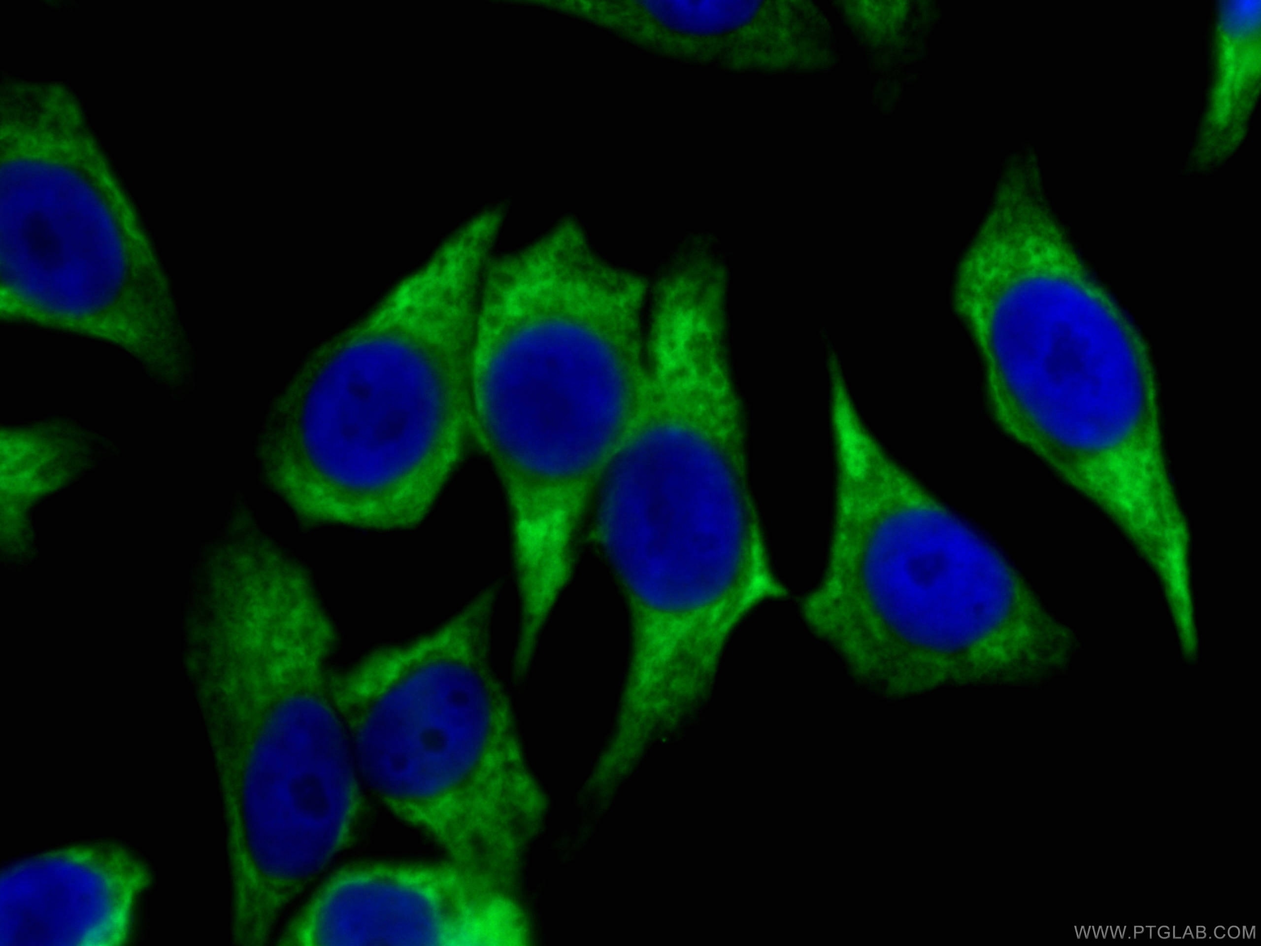 Immunofluorescence (IF) / fluorescent staining of HepG2 cells using CoraLite® Plus 488-conjugated HSP90 Monoclonal ant (CL488-60318)