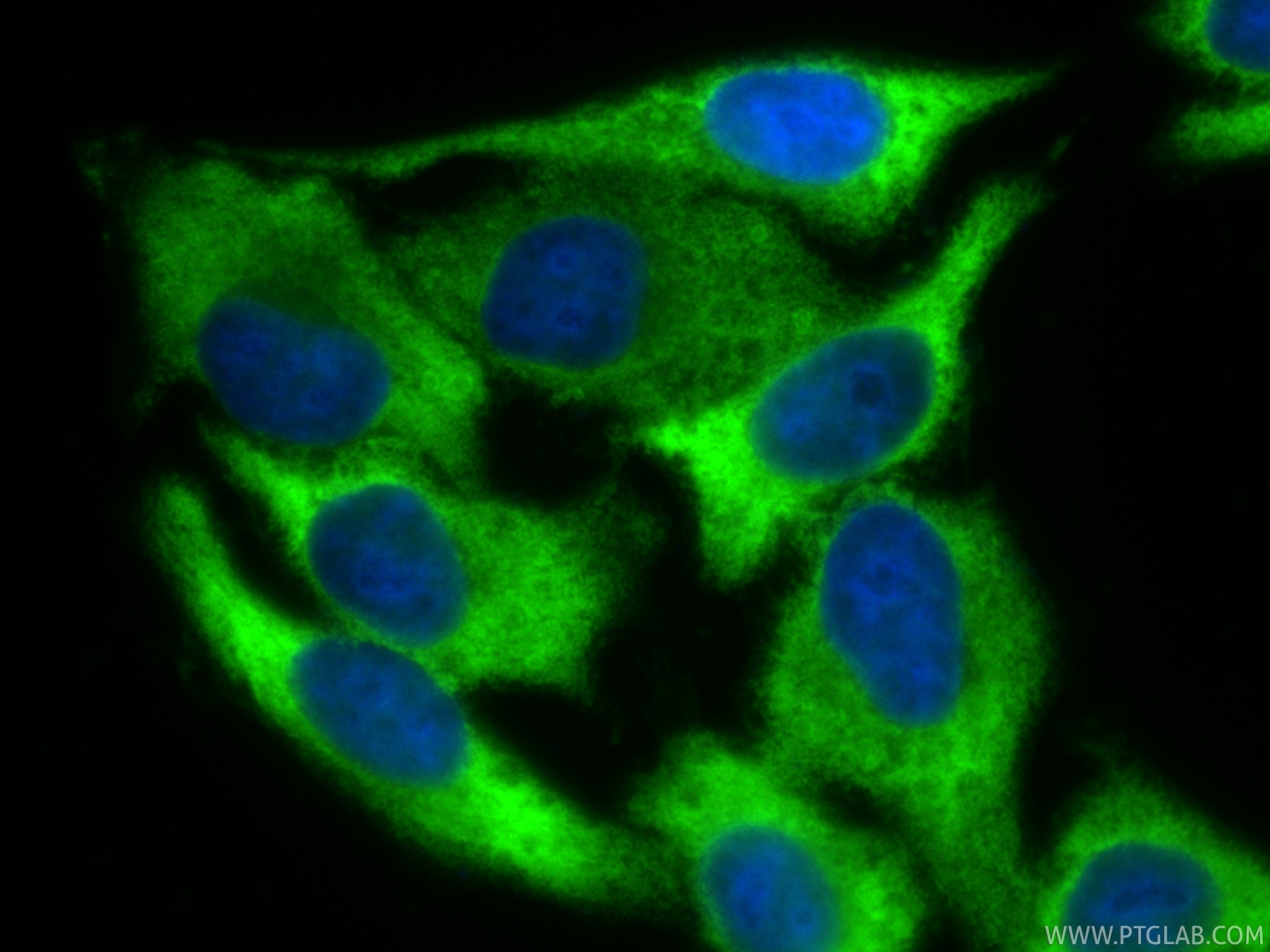 Immunofluorescent analysis of (-20°C Ethanol) fixed HepG2 cells using CoraLite® Plus 488 HSP90 antibody (CL488-80301, Clone: 5P14 ) at dilution of 1:200. Immunofluorescence (IF) / fluorescent staining of HepG2 cells using CoraLite® Plus 488-conjugated HSP90 Recombinant mo (CL488-80301)