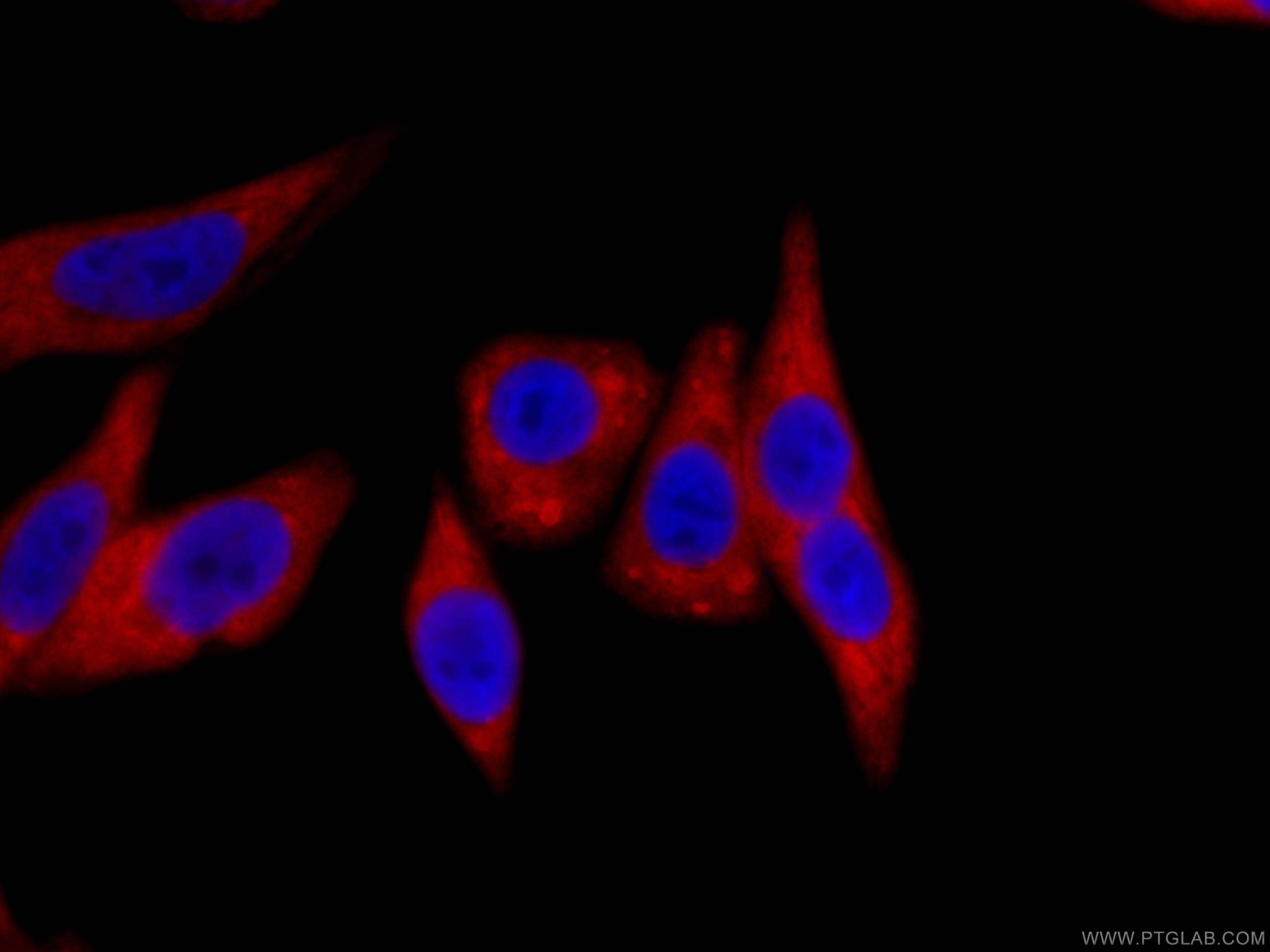 Immunofluorescence (IF) / fluorescent staining of HepG2 cells using CoraLite®594-conjugated HSP90 Monoclonal antibody (CL594-60318)
