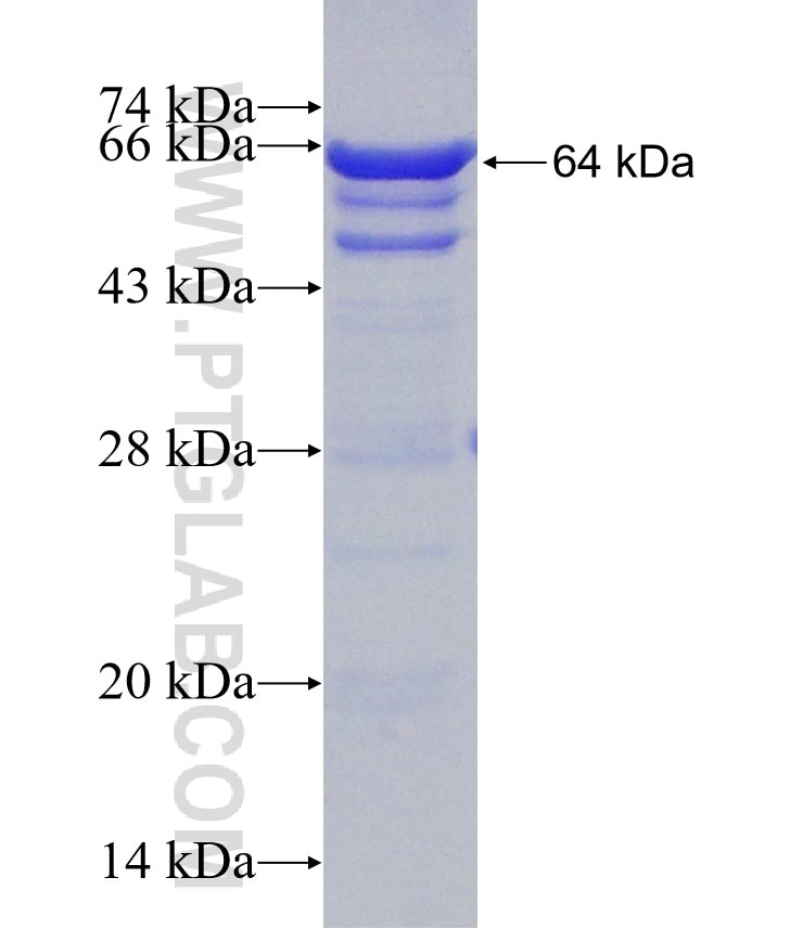 HSP90 fusion protein Ag3826 SDS-PAGE