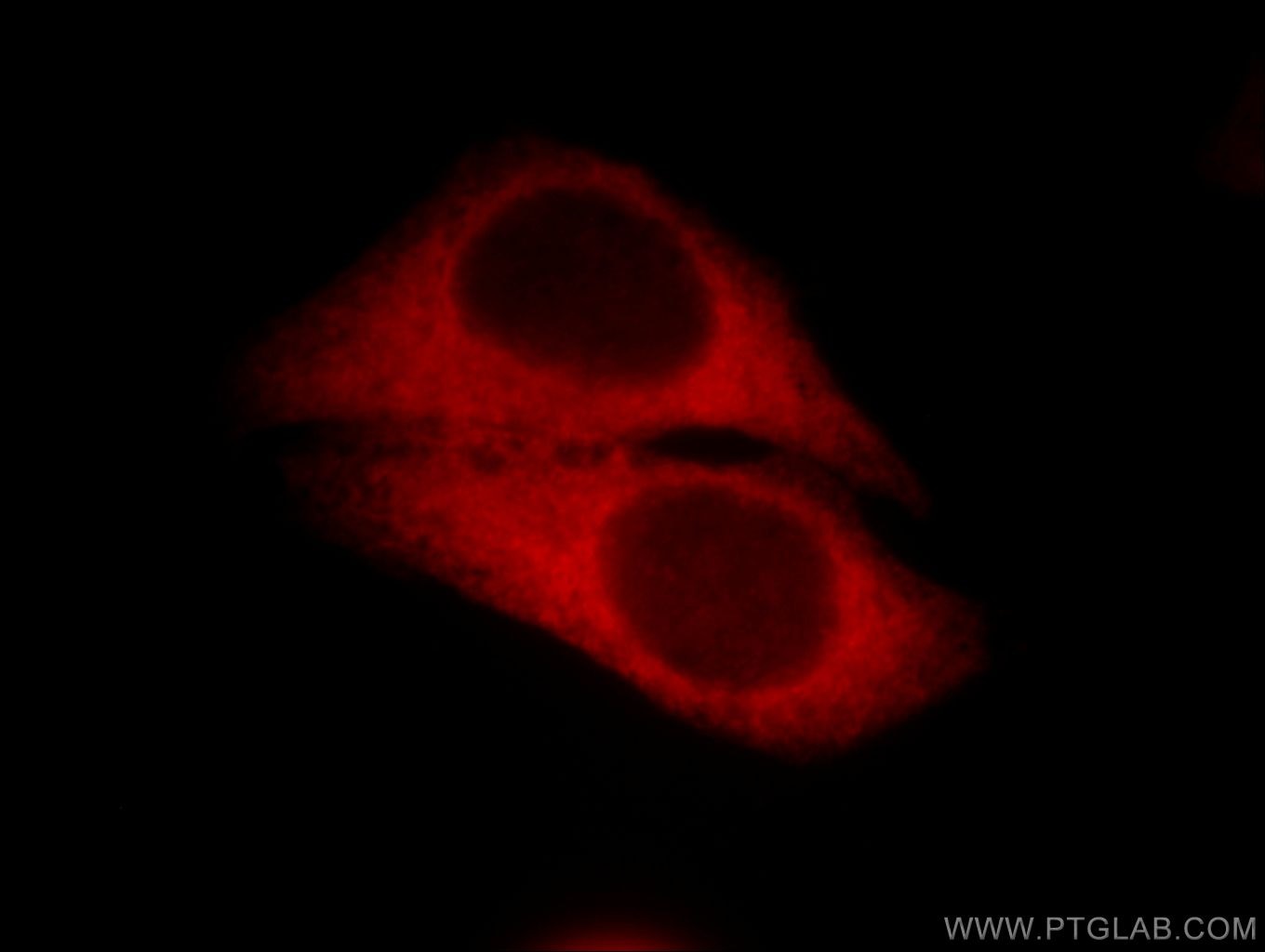 Immunofluorescence (IF) / fluorescent staining of HepG2 cells using HSP90AB1 Polyclonal antibody (11405-1-AP)