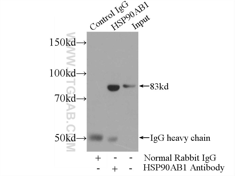Immunoprecipitation (IP) experiment of NIH/3T3 cells using HSP90AB1 Polyclonal antibody (11405-1-AP)