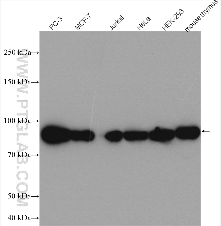 Western Blot (WB) analysis of various lysates using HSP90AB1 Polyclonal antibody (11405-1-AP)