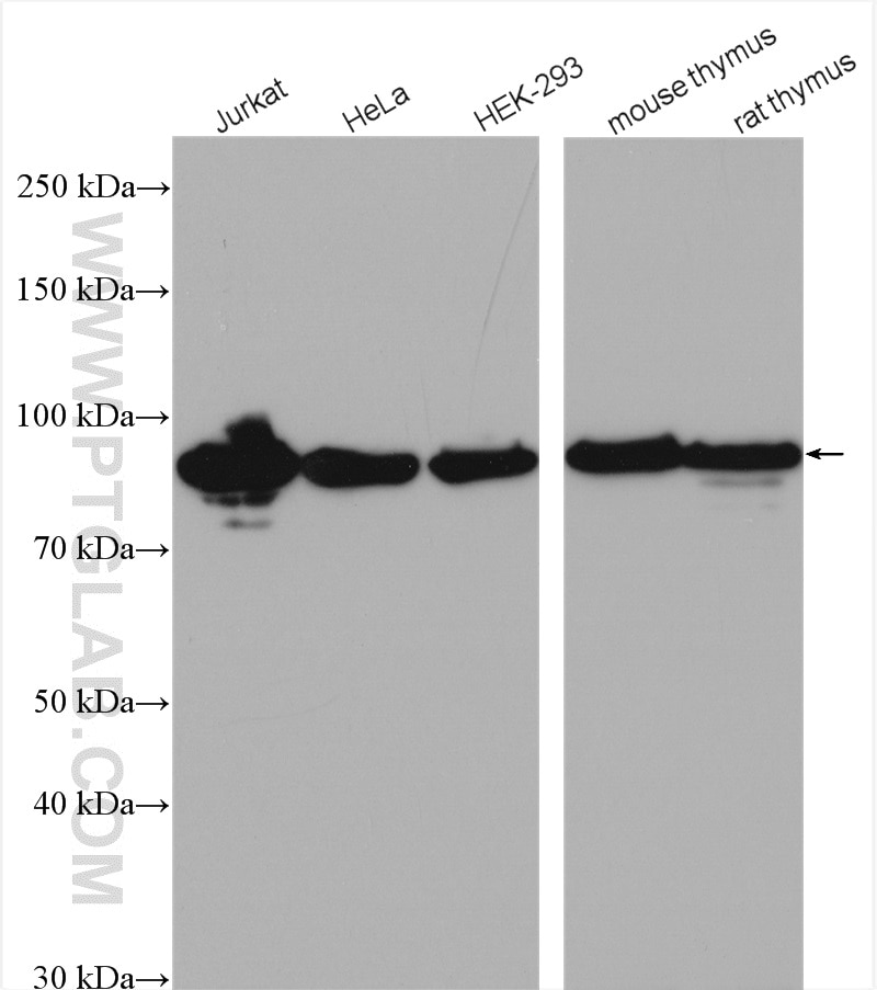 Western Blot (WB) analysis of various lysates using HSP90AB1 Polyclonal antibody (11405-1-AP)