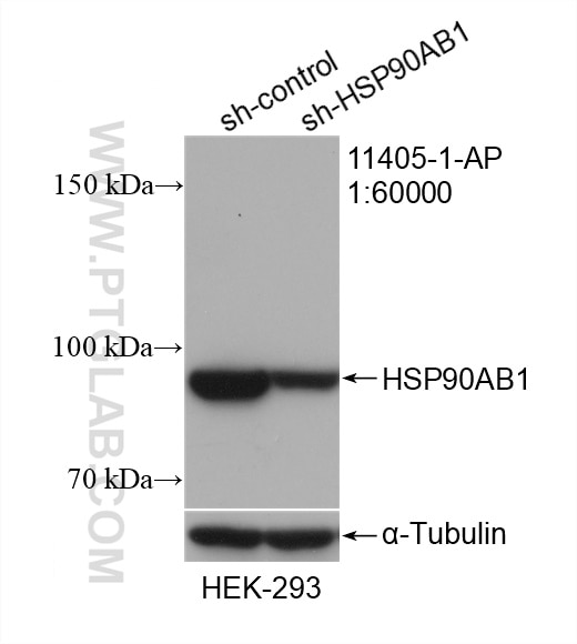 Western Blot (WB) analysis of HEK-293 cells using HSP90AB1 Polyclonal antibody (11405-1-AP)