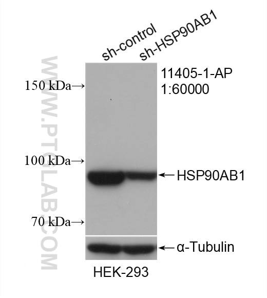 WB analysis of HEK-293 using 11405-1-AP