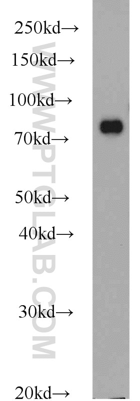 HSP90AB1 Polyclonal antibody