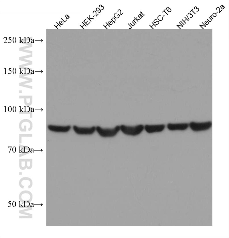 Western Blot (WB) analysis of various lysates using HSP90AB1 Monoclonal antibody (67450-1-Ig)