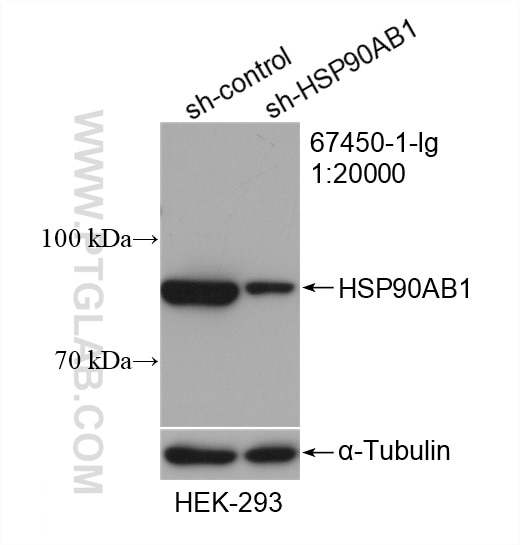 Western Blot (WB) analysis of HEK-293 cells using HSP90AB1 Monoclonal antibody (67450-1-Ig)