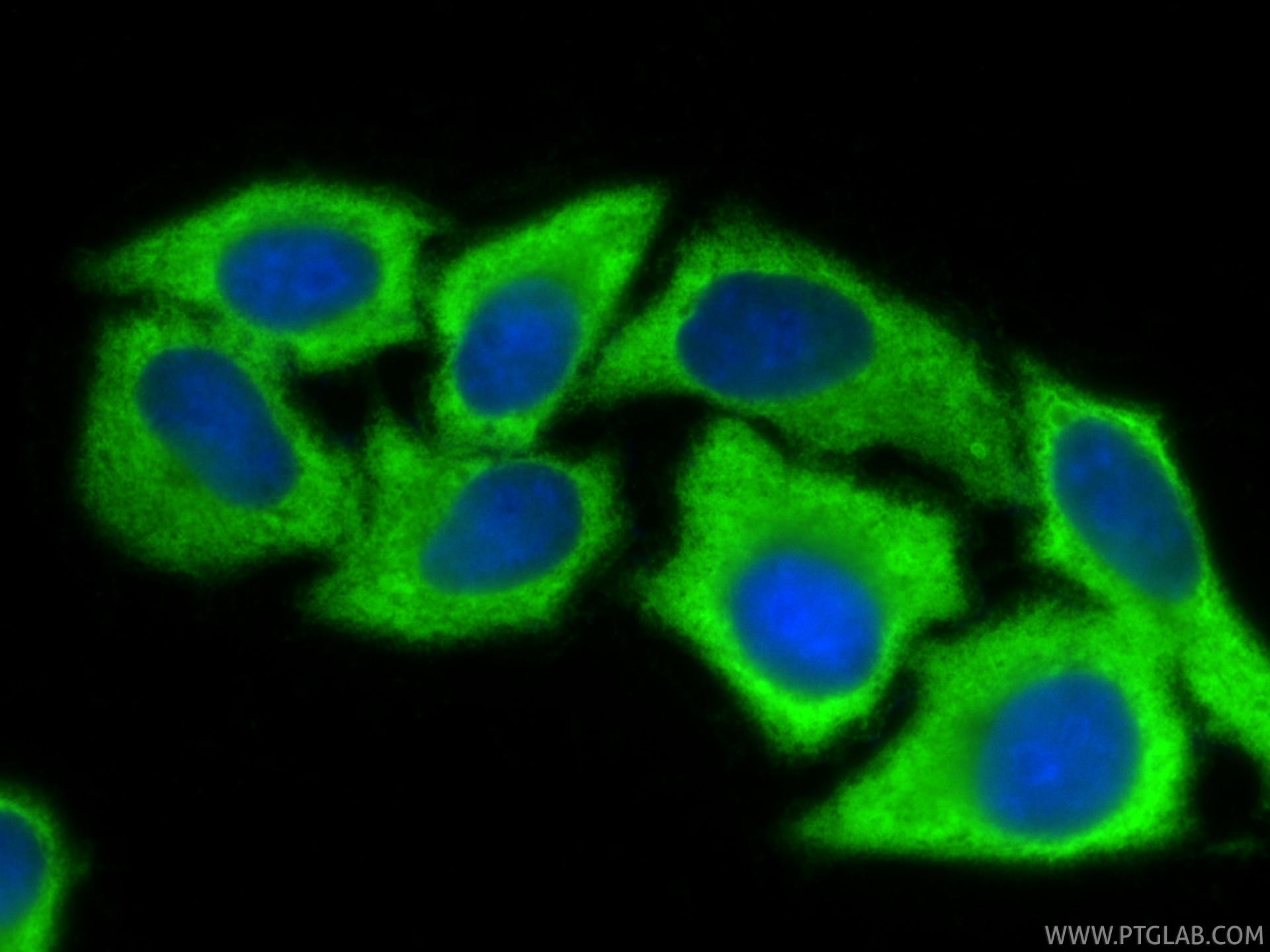 Immunofluorescent analysis of (-20°C Ethanol) fixed HepG2 cells using HSP90 antibody (80301-1-RR, Clone: 5P14 ) at dilution of 1:200 and CoraLite®488-Conjugated Goat Anti-Rabbit IgG(H+L) (SA00013-2). This data was developed using the same antibody clone with 80301-1-PBS in a different storage buffer formulation. Immunofluorescence (IF) / fluorescent staining of HepG2 cells using HSP90 Recombinant monoclonal antibody (80301-1-RR)