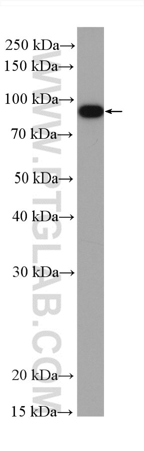 Western Blot (WB) analysis of zebrafish tissue using HSP90AB1 Recombinant antibody (80301-1-RR)