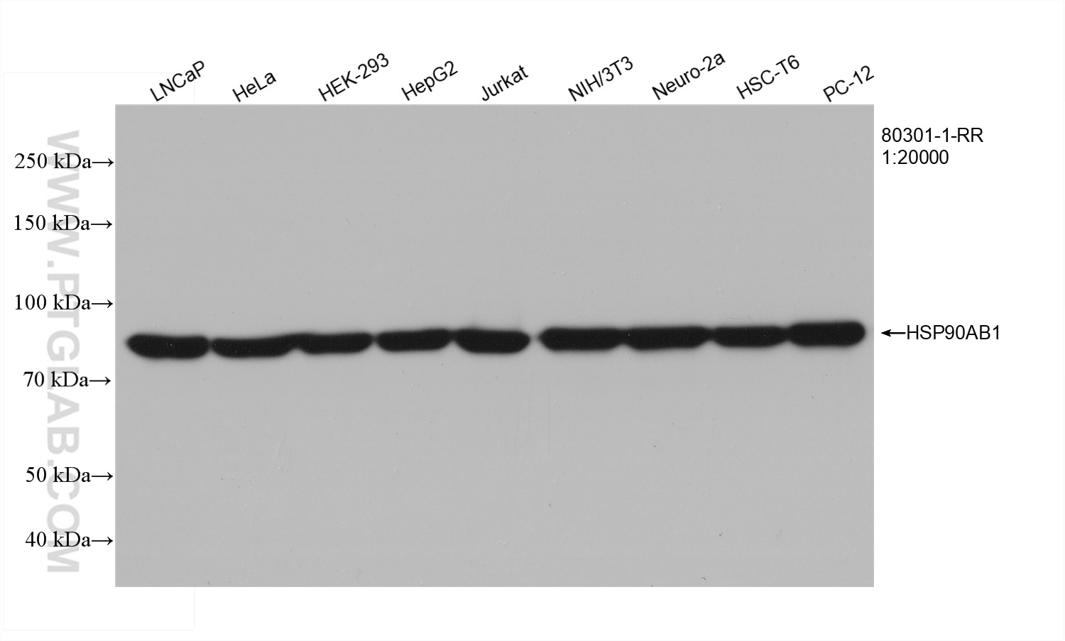 Western Blot (WB) analysis of various lysates using HSP90AB1 Recombinant antibody (80301-1-RR)
