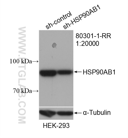 Western Blot (WB) analysis of HEK-293 cells using HSP90AB1 Recombinant antibody (80301-1-RR)
