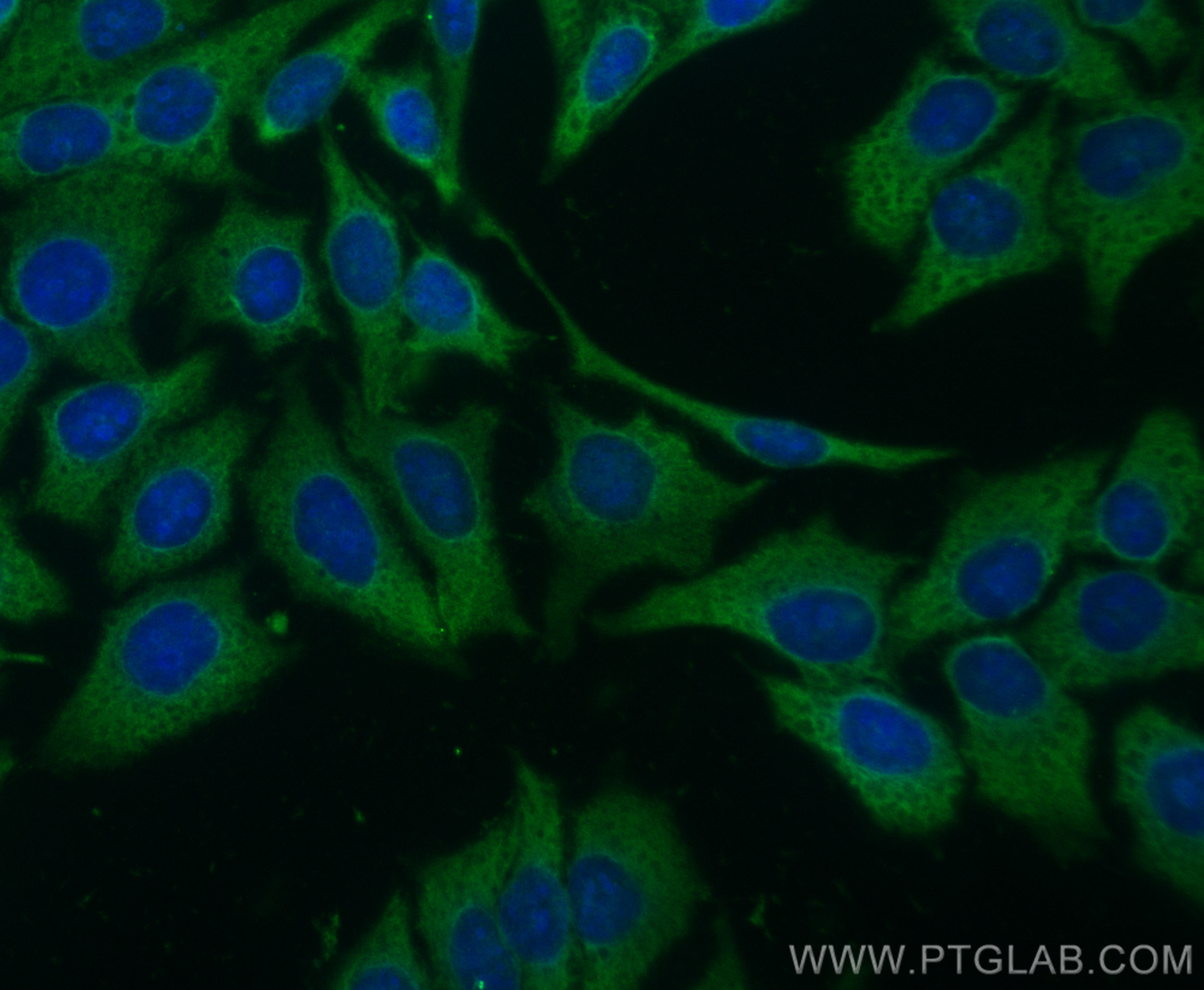 Immunofluorescence (IF) / fluorescent staining of HepG2 cells using CoraLite® Plus 488-conjugated HSP90AB1 Polyclonal  (CL488-11405)