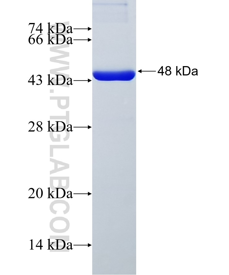 HSP90AB1 fusion protein Ag28379 SDS-PAGE
