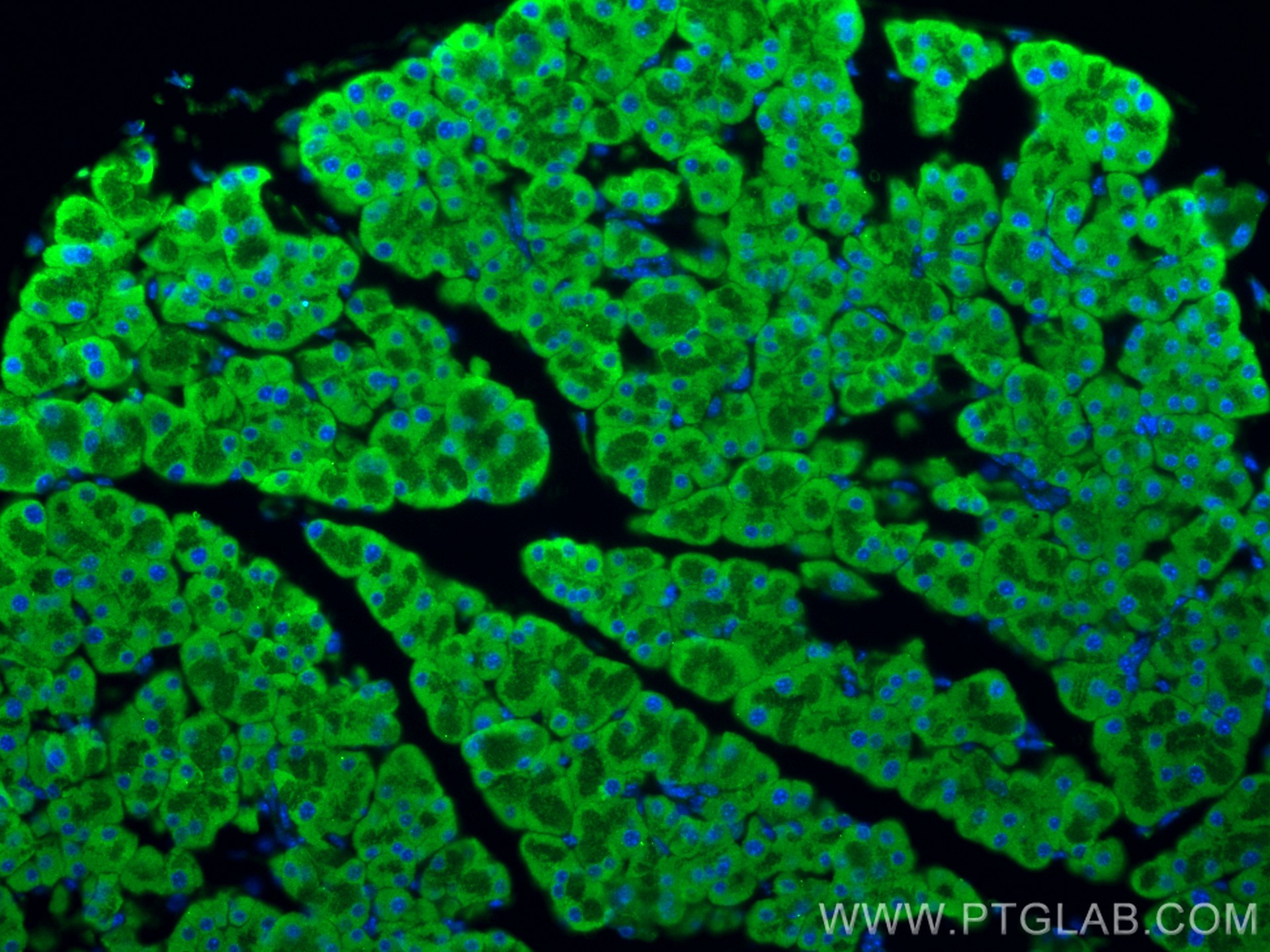 Immunofluorescence (IF) / fluorescent staining of mouse pancreas tissue using GRP94 Polyclonal antibody (10979-1-AP)