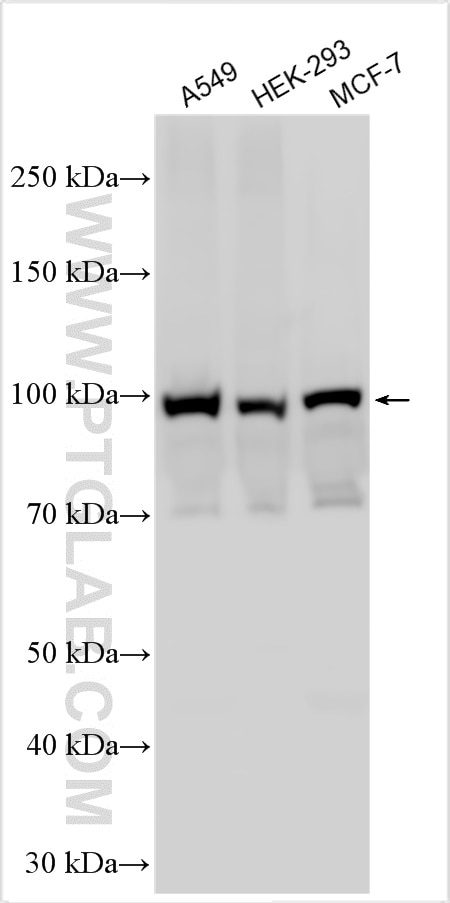 Western Blot (WB) analysis of various lysates using GRP94 Polyclonal antibody (10979-1-AP)
