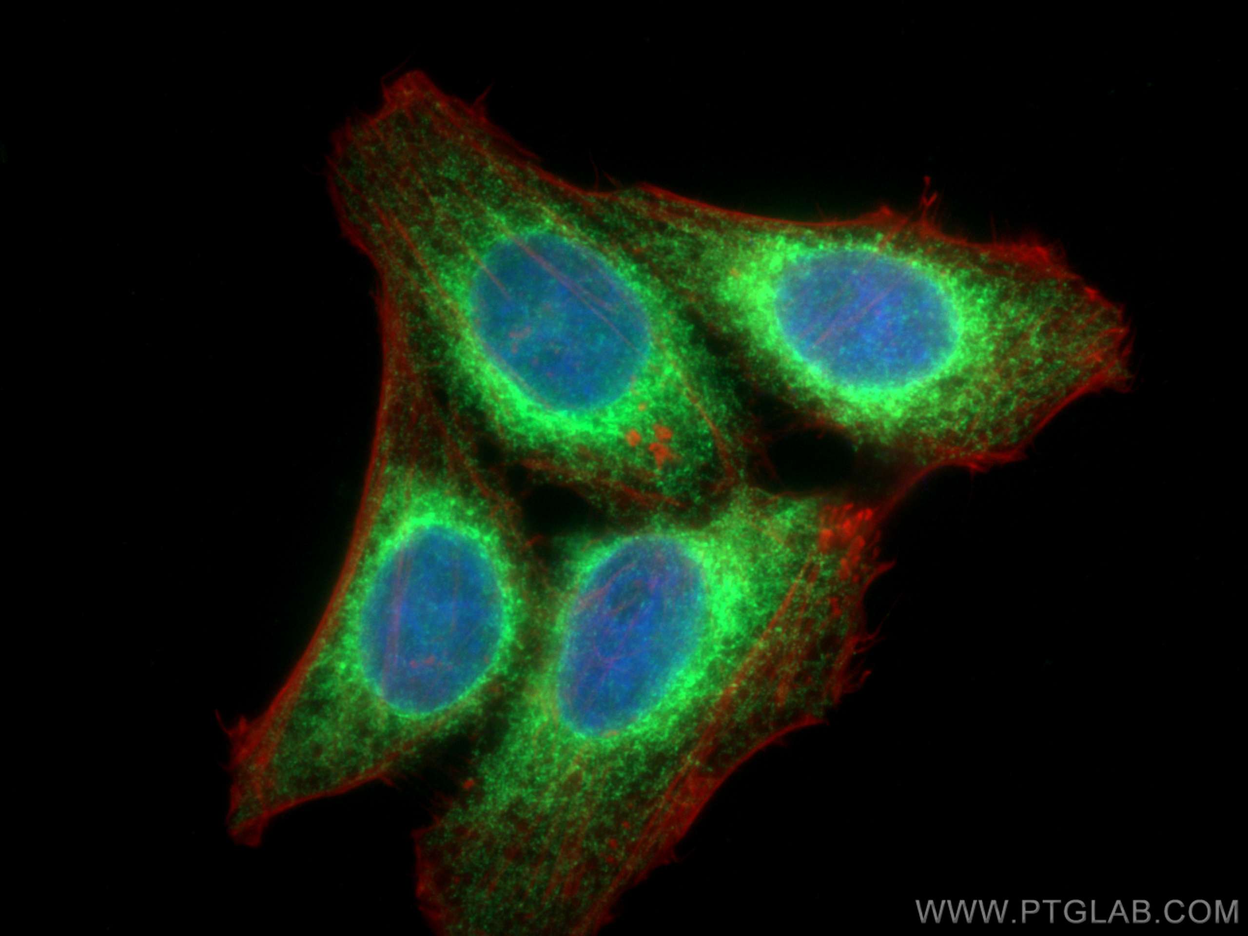 Immunofluorescence (IF) / fluorescent staining of HepG2 cells using GRP94 Polyclonal antibody (14700-1-AP)