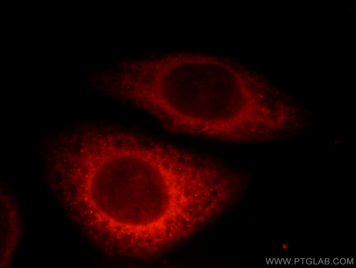 Immunofluorescence (IF) / fluorescent staining of HepG2 cells using GRP94 Polyclonal antibody (14700-1-AP)