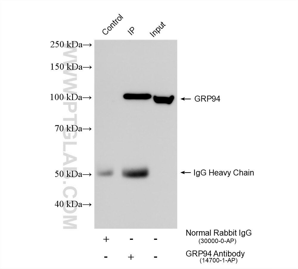Immunoprecipitation (IP) experiment of HEK-293 cells using GRP94 Polyclonal antibody (14700-1-AP)