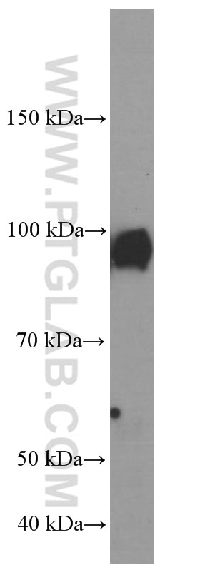 Western Blot (WB) analysis of human heart tissue using GRP94 Monoclonal antibody (60012-1-Ig)