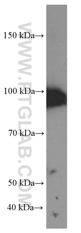 Western Blot (WB) analysis of NIH/3T3 cells using GRP94 Monoclonal antibody (60012-1-Ig)