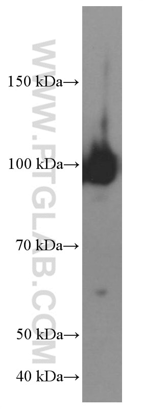 Western Blot (WB) analysis of RAW 264.7 cells using GRP94 Monoclonal antibody (60012-1-Ig)