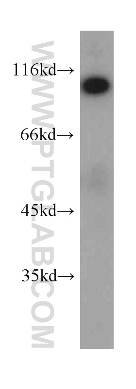 Western Blot (WB) analysis of human heart tissue using GRP94 Monoclonal antibody (60012-1-Ig)