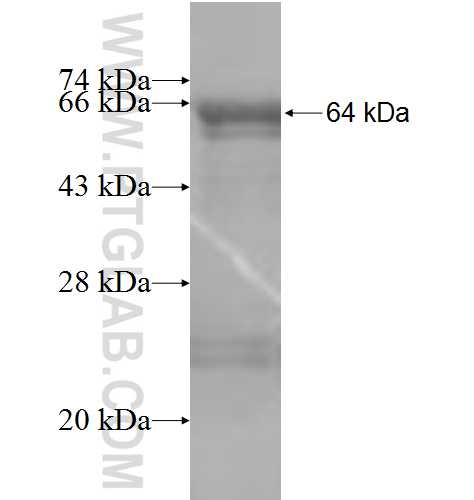 GRP94 fusion protein Ag7175 SDS-PAGE