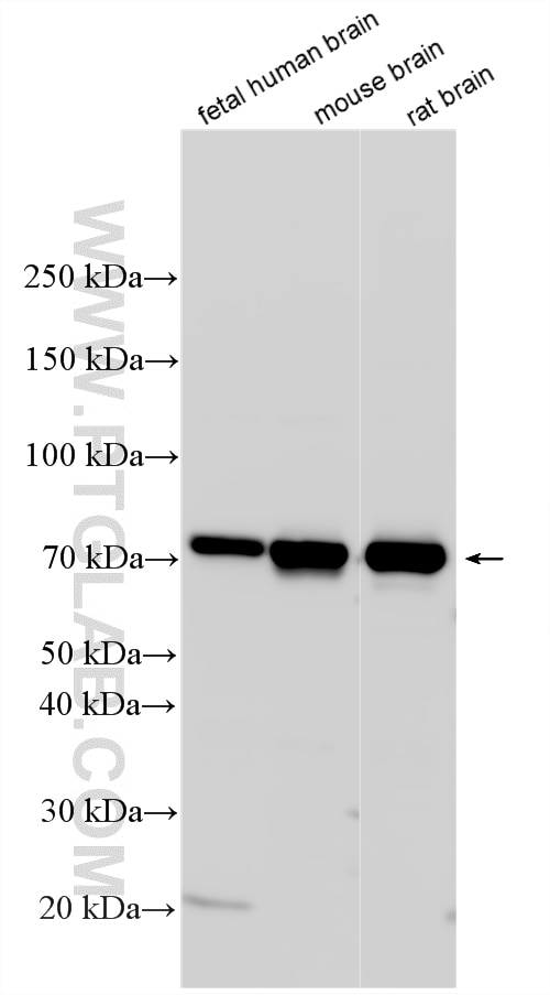 Western Blot (WB) analysis of various lysates using HSPA12A Polyclonal antibody (33696-1-AP)