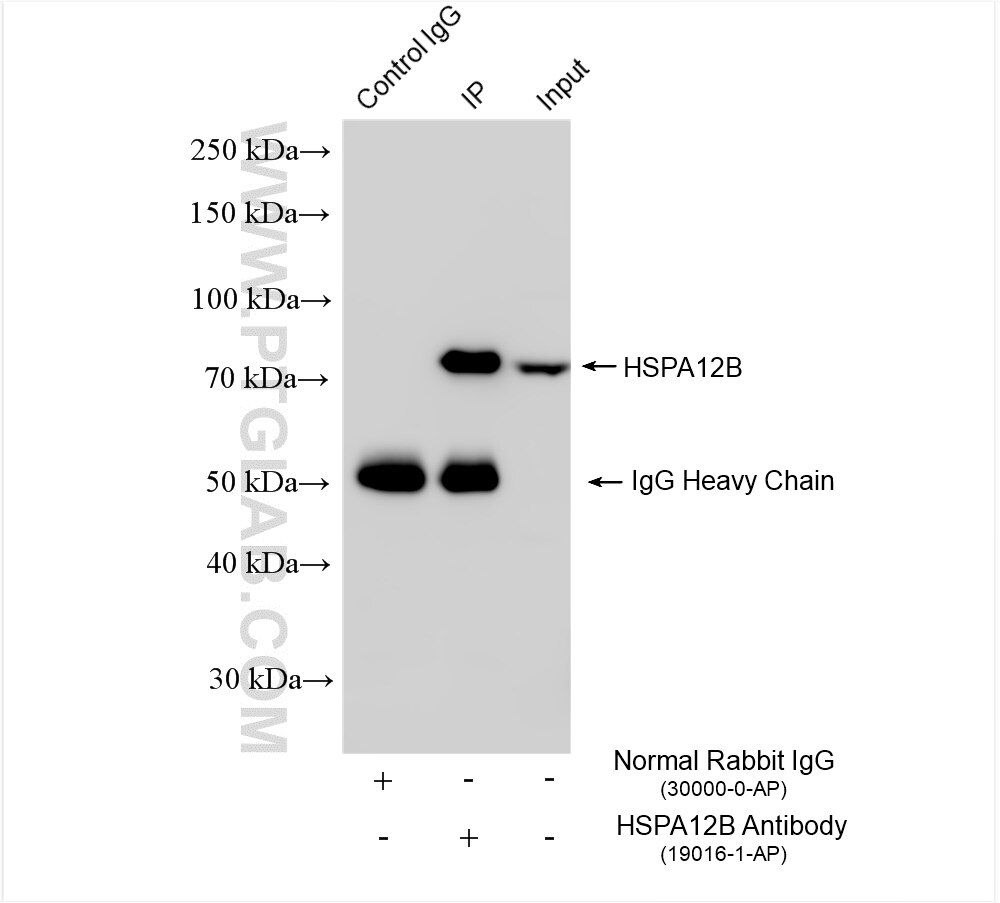 Immunoprecipitation (IP) experiment of mouse brain tissue using HSPA12B Polyclonal antibody (19016-1-AP)