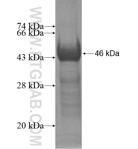 HSPA12B fusion protein Ag13654 SDS-PAGE