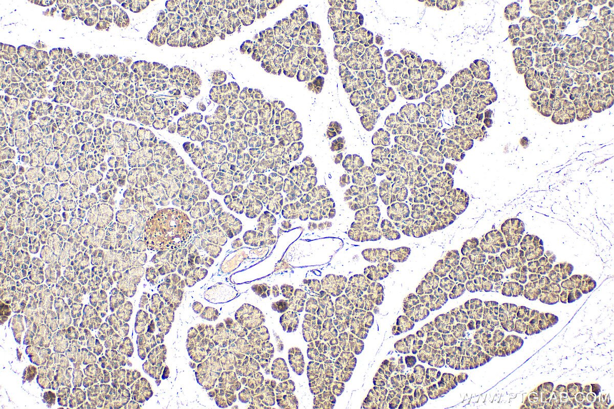 Immunohistochemistry (IHC) staining of mouse pancreas tissue using HSPA13 Polyclonal antibody (12667-2-AP)