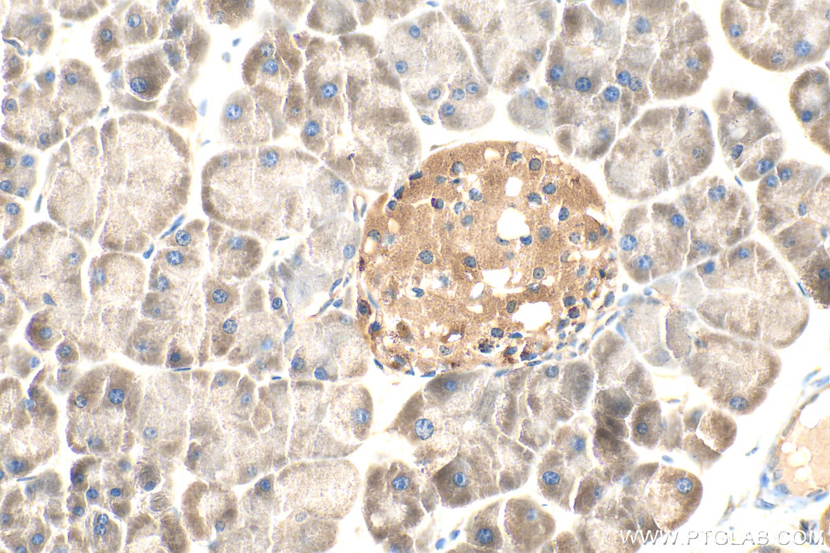 Immunohistochemistry (IHC) staining of mouse pancreas tissue using HSPA13 Polyclonal antibody (12667-2-AP)