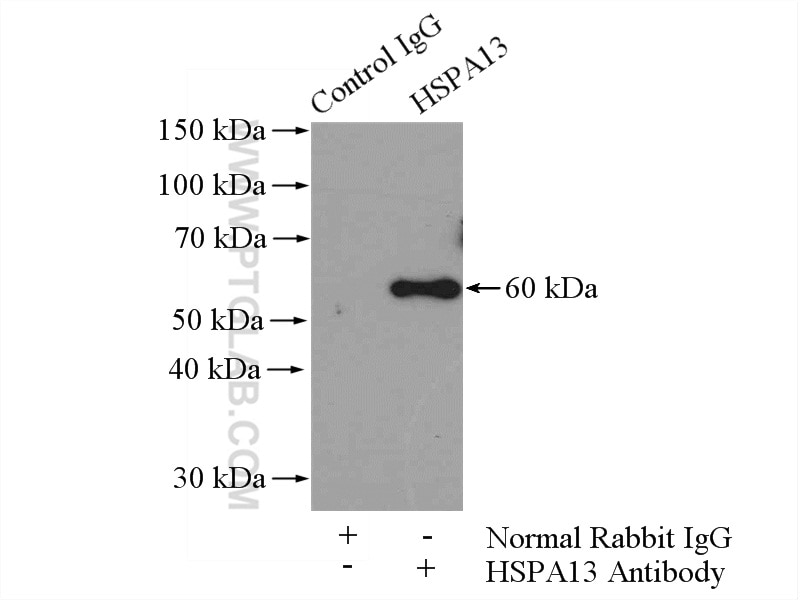 Immunoprecipitation (IP) experiment of HeLa cells using HSPA13 Polyclonal antibody (12667-2-AP)