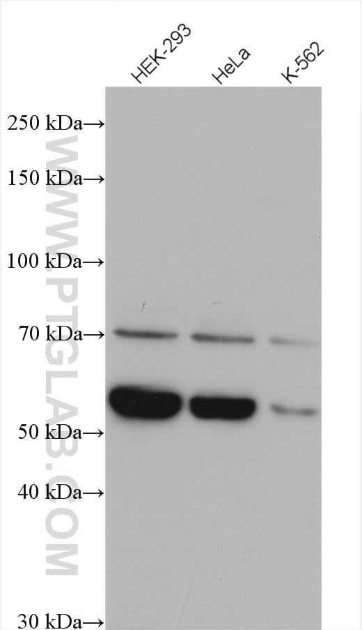 Western Blot (WB) analysis of various lysates using HSPA13 Polyclonal antibody (12667-2-AP)