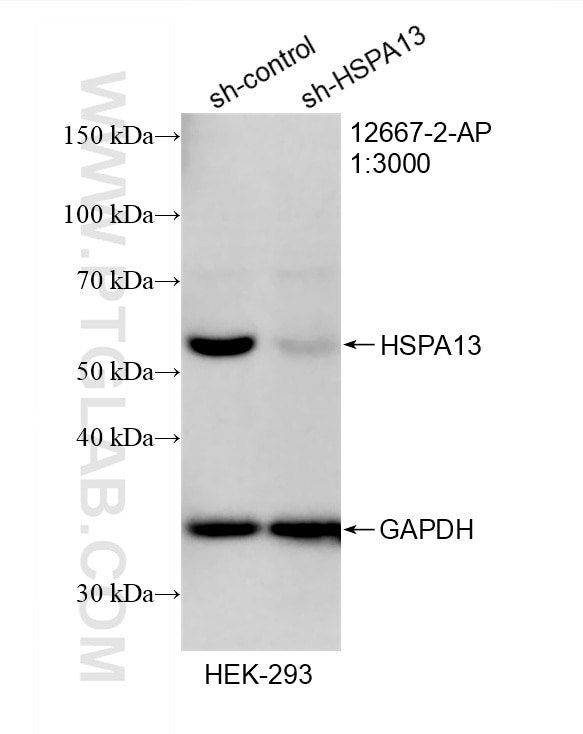 Western Blot (WB) analysis of HEK-293 cells using HSPA13 Polyclonal antibody (12667-2-AP)
