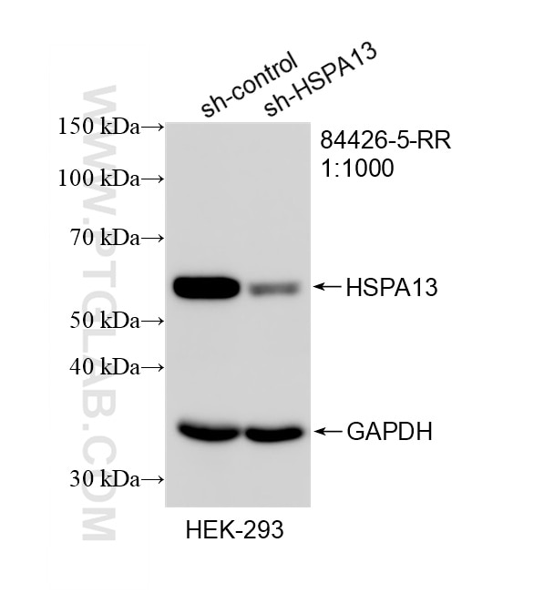 WB result of HSPA13 antibody (84426-5-RR; 1:1000; incubated at room temperature for 1.5 hours) with sh-Control and sh-HSPA13 transfected HEK-293 cells. Western Blot (WB) analysis of HEK-293 cells using HSPA13 Recombinant monoclonal antibody (84426-5-RR)