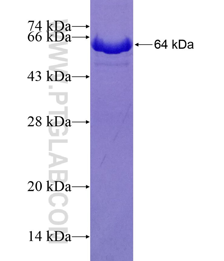 HSPA13 fusion protein Ag3349 SDS-PAGE