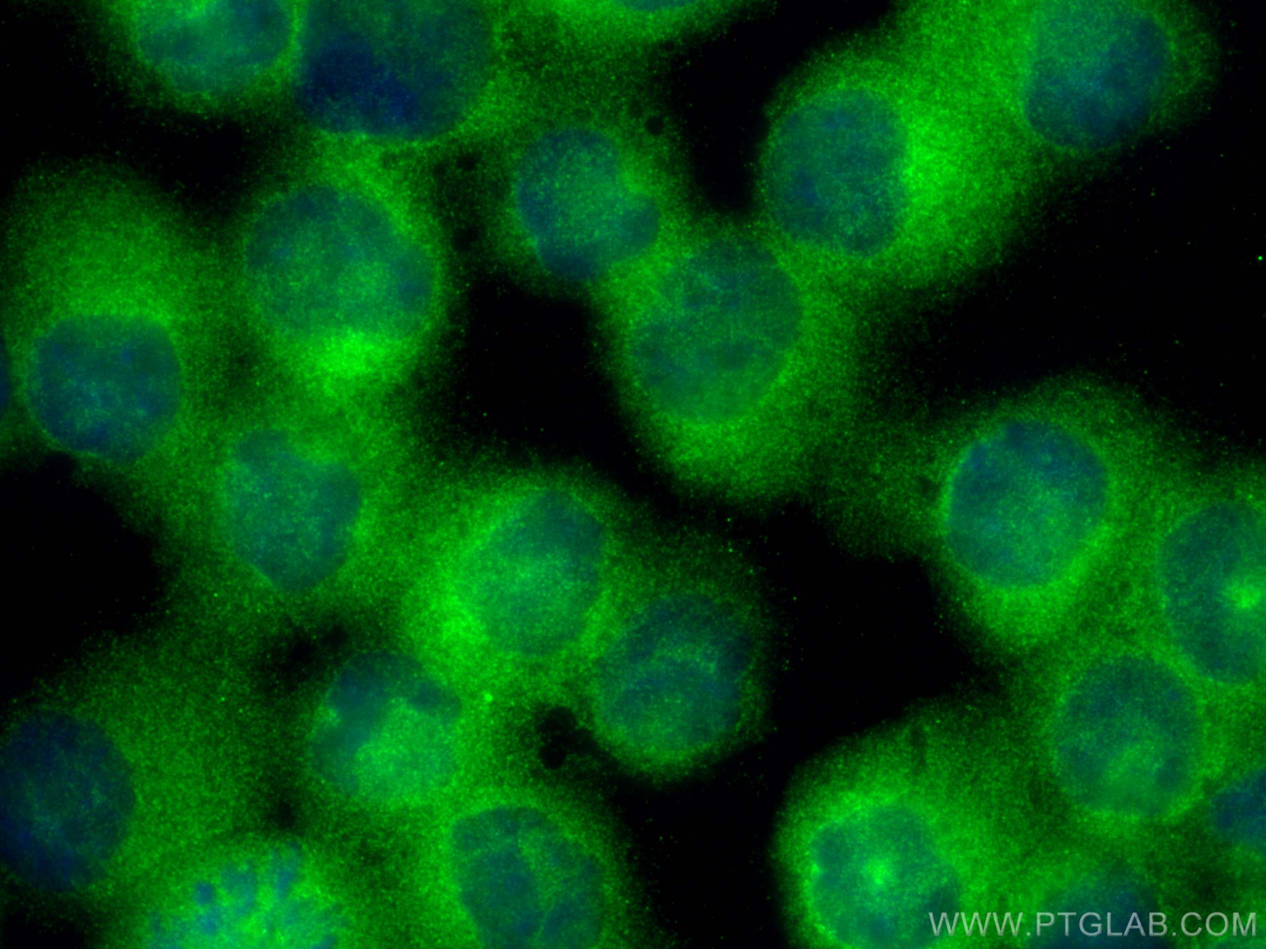 Immunofluorescence (IF) / fluorescent staining of K-562 cells using HSPA14 Polyclonal antibody (28503-1-AP)