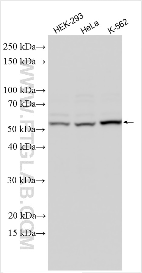 WB analysis using 28503-1-AP