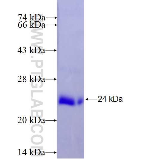 HSPA14 fusion protein Ag27411 SDS-PAGE