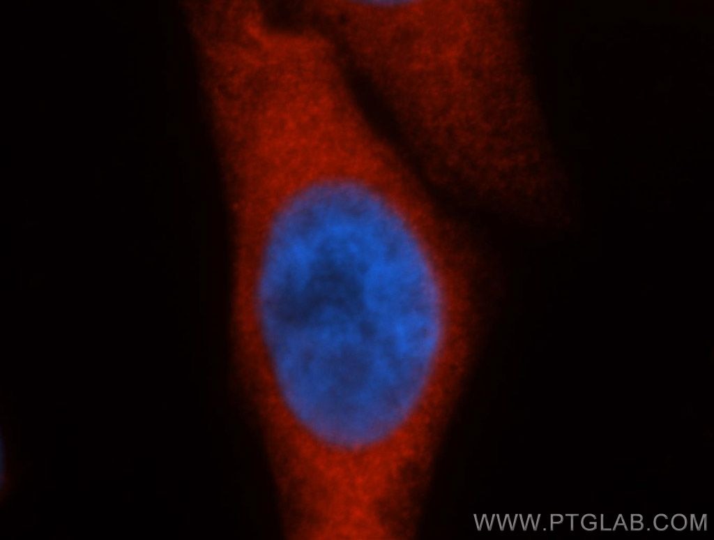 Immunofluorescence (IF) / fluorescent staining of HepG2 cells using HSP70 Polyclonal antibody (10995-1-AP)