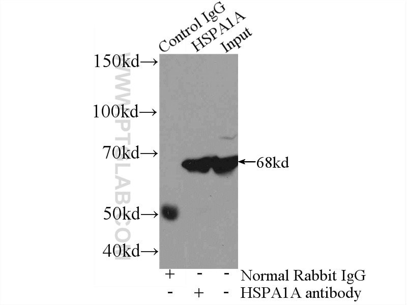 Immunoprecipitation (IP) experiment of mouse brain tissue using HSP70 Polyclonal antibody (10995-1-AP)