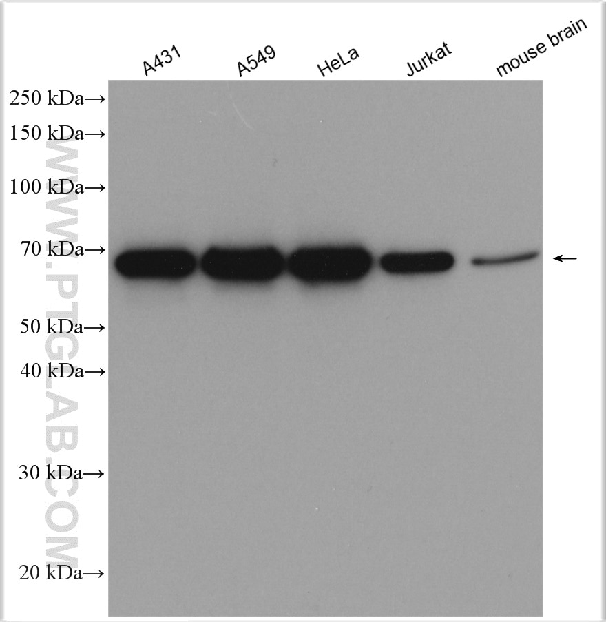 Western Blot (WB) analysis of various lysates using HSP70 Polyclonal antibody (10995-1-AP)