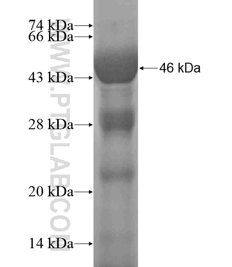 HSP70 fusion protein Ag19111 SDS-PAGE