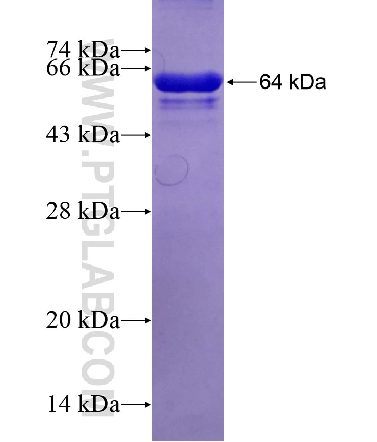 HSPA1B fusion protein Ag13700 SDS-PAGE