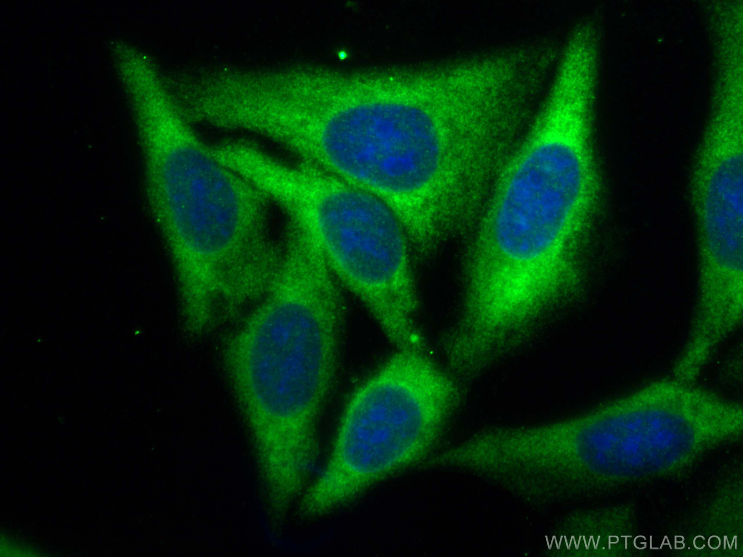Immunofluorescence (IF) / fluorescent staining of HepG2 cells using HSPA1L Polyclonal antibody (13970-1-AP)